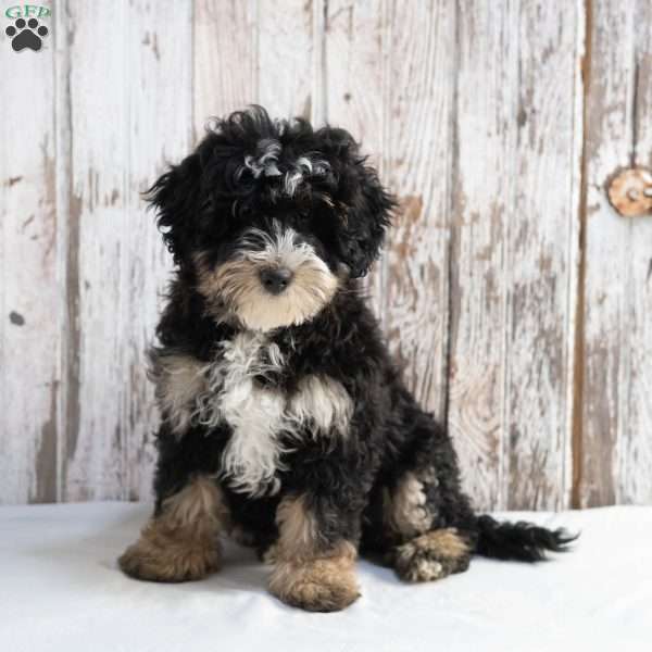 Jackson, Mini Bernedoodle Puppy