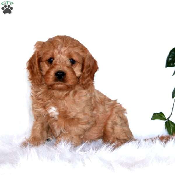 Jada, Cavapoo Puppy