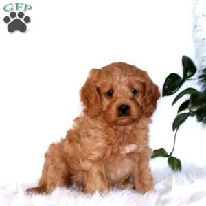 Jada, Cavapoo Puppy