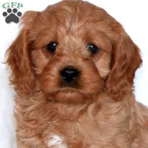 Jada, Cavapoo Puppy