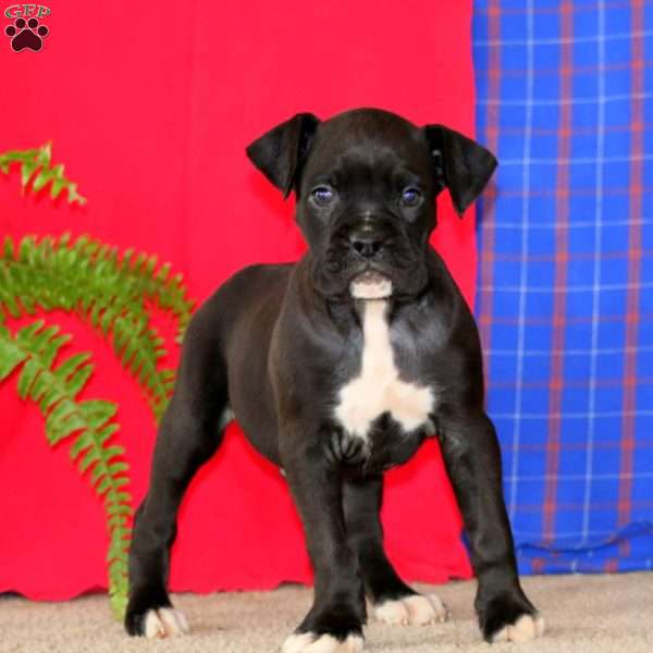 Jamen, Boxer Puppy