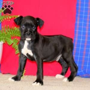 Jamen, Boxer Puppy