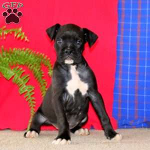 Jamen, Boxer Puppy