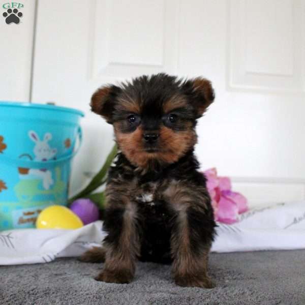 Jamie, Yorkie Puppy