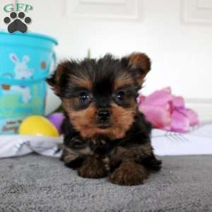 Jamie, Yorkie Puppy