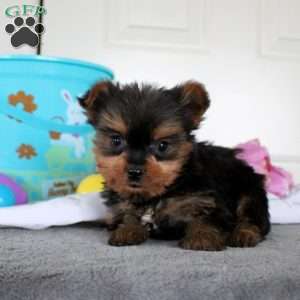 Jamie, Yorkie Puppy