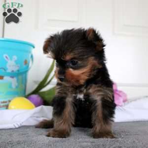 Jamie, Yorkie Puppy