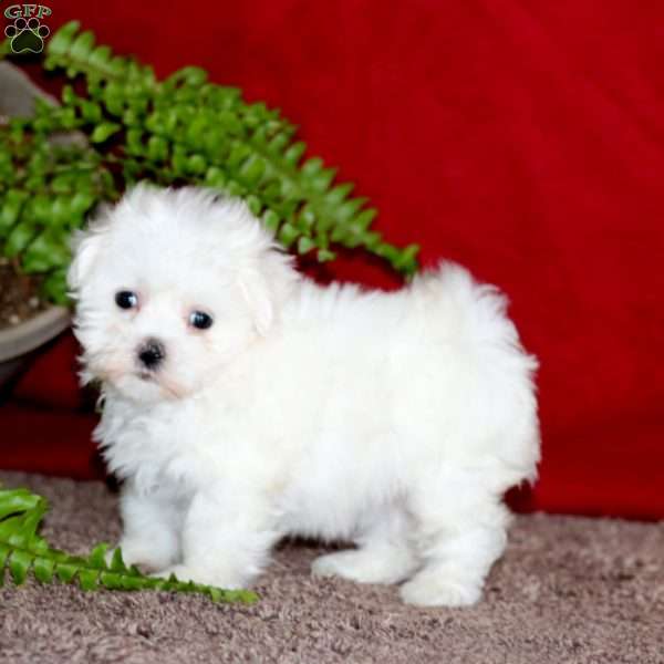 Janelle, Maltese Puppy