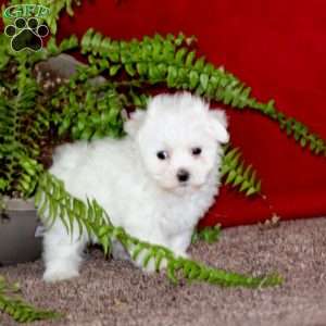 Janelle, Maltese Puppy