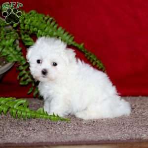 Janelle, Maltese Puppy