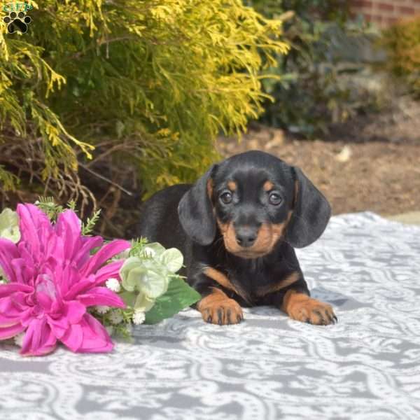 Jasmine-Miniature, Dachshund Puppy