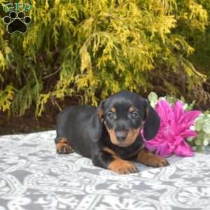 Jasmine-Miniature, Dachshund Puppy