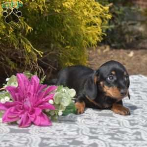 Jasmine-Miniature, Dachshund Puppy