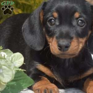 Jasmine-Miniature, Dachshund Puppy