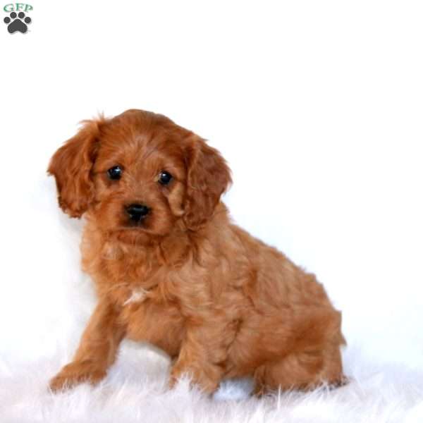 Jasmine, Cavapoo Puppy