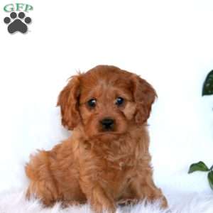 Jasmine, Cavapoo Puppy