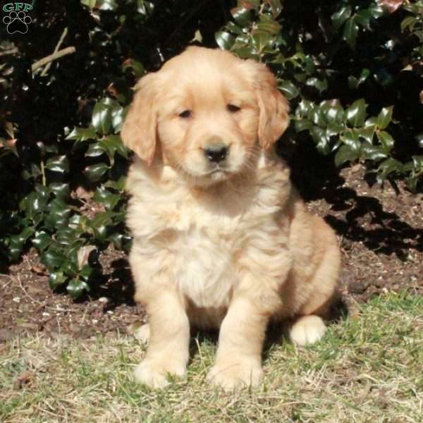 Jasper, Golden Retriever Puppy