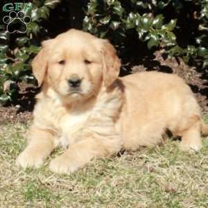 Jasper, Golden Retriever Puppy