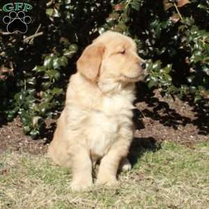 Jasper, Golden Retriever Puppy