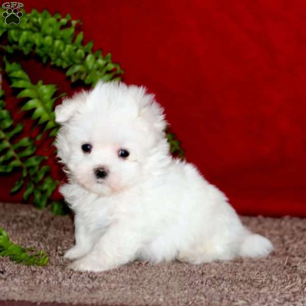 Jasper, Maltese Puppy