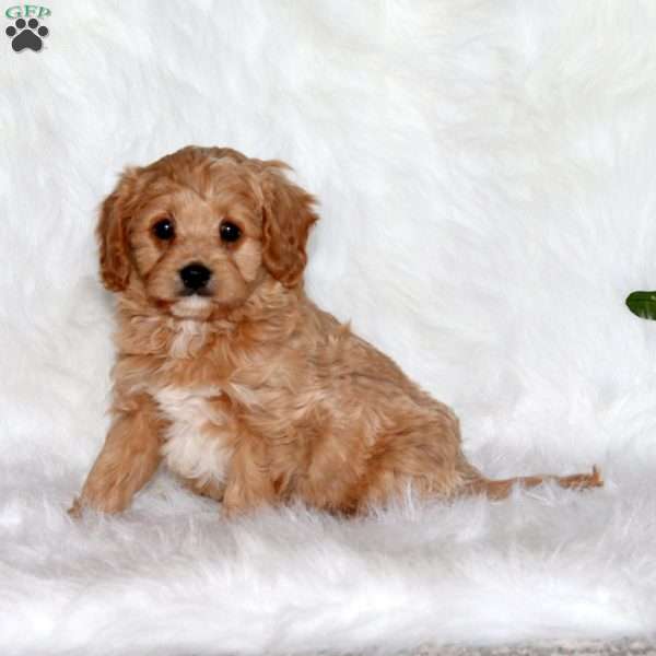 Jasper, Cavapoo Puppy