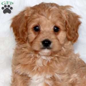 Jasper, Cavapoo Puppy