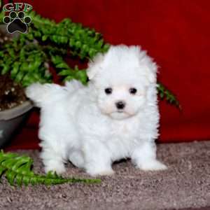 Jasper, Maltese Puppy