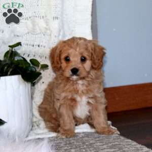 Jasper, Cavapoo Puppy