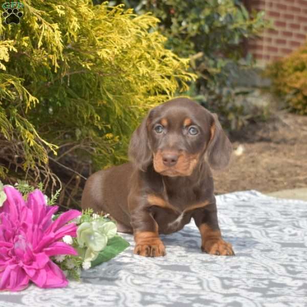 Java-Miniature, Dachshund Puppy