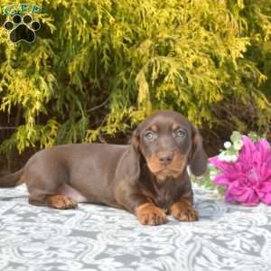 Java-Miniature, Dachshund Puppy