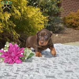 Java-Miniature, Dachshund Puppy