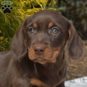 Java-Miniature, Dachshund Puppy