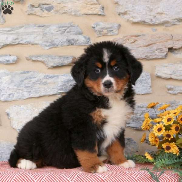 Jayden, Bernese Mountain Dog Puppy