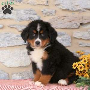 Jayden, Bernese Mountain Dog Puppy