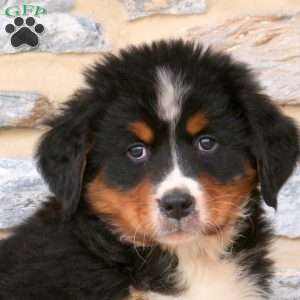 Jayden, Bernese Mountain Dog Puppy