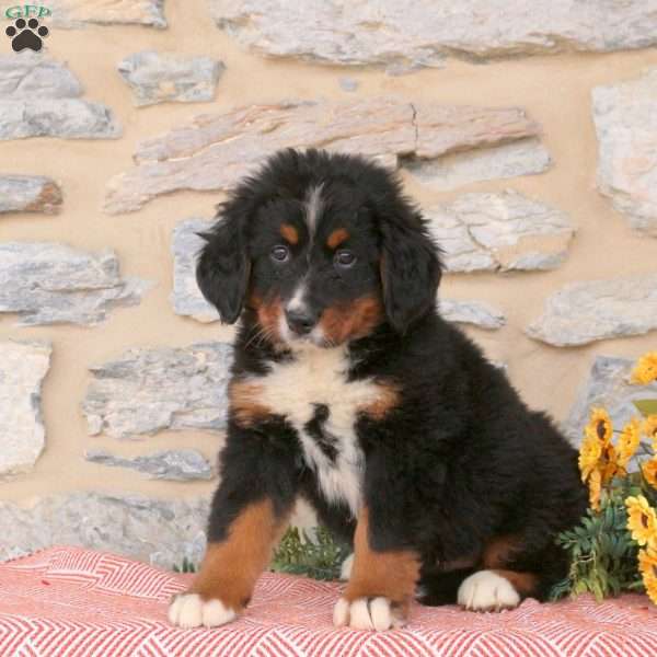 Jenna, Bernese Mountain Dog Puppy