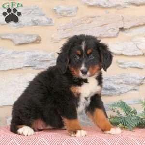 Jenna, Bernese Mountain Dog Puppy