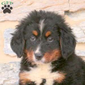 Jenna, Bernese Mountain Dog Puppy