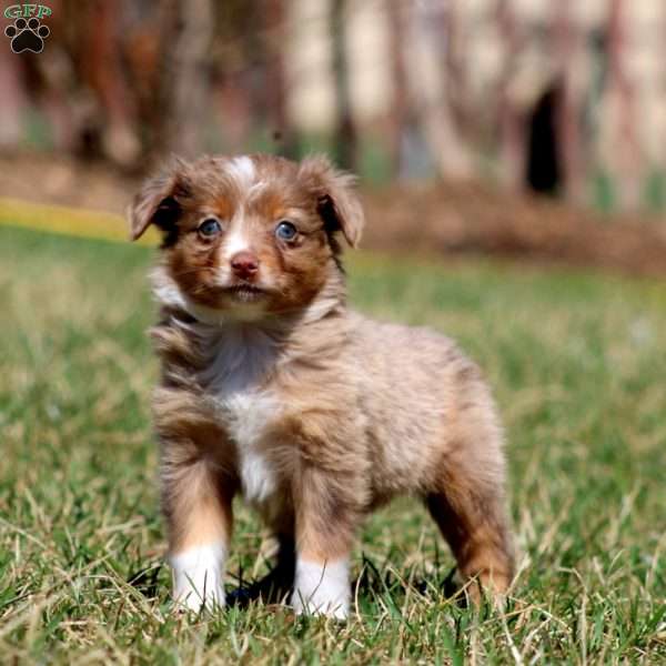 Jenna, Miniature Australian Shepherd Puppy