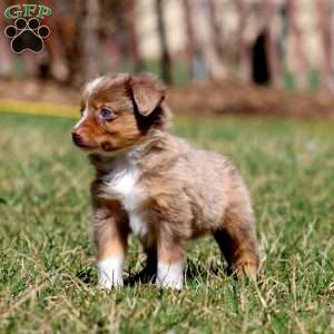 Jenna, Miniature Australian Shepherd Puppy