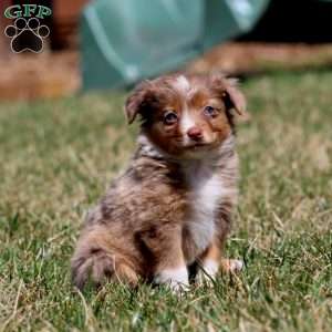 Jenna, Miniature Australian Shepherd Puppy