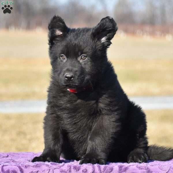 Jerry, German Shepherd Puppy