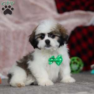 Jethro, Lhasa Apso Puppy