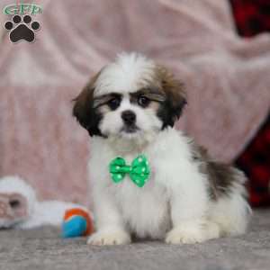 Jethro, Lhasa Apso Puppy