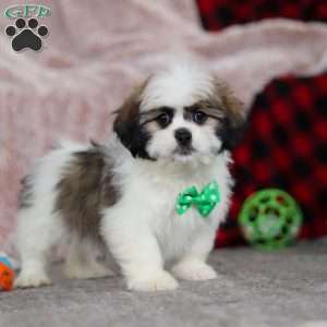 Jethro, Lhasa Apso Puppy