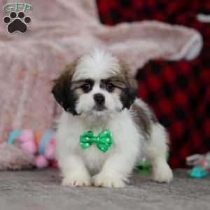 Jethro, Lhasa Apso Puppy