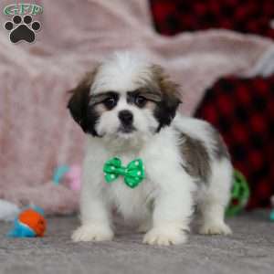 Jethro, Lhasa Apso Puppy