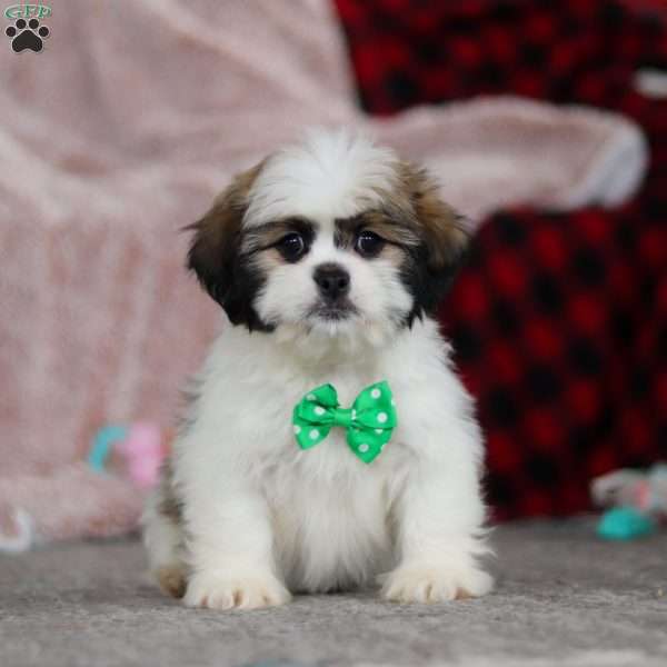 Jethro, Lhasa Apso Puppy