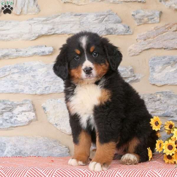 Jett, Bernese Mountain Dog Puppy