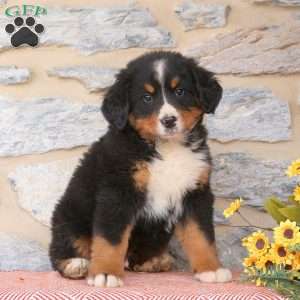 Jett, Bernese Mountain Dog Puppy